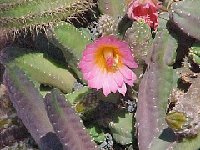 Echinocereus scheeri gentryi JLcoll.1262.jpg